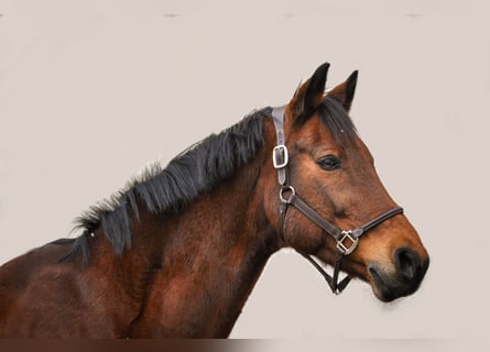 Cheval de sport allemand, Hongre, 19 Ans, 167 cm, Bai