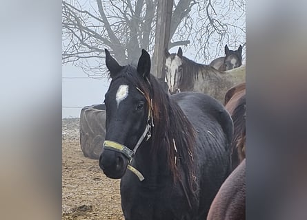 Cheval de sport allemand, Hongre, 2 Ans, 164 cm, Bai brun foncé