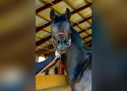 Cheval de sport allemand, Hongre, 2 Ans, 168 cm, Bai brun