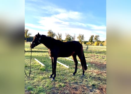 Cheval de sport allemand, Hongre, 2 Ans, 170 cm, Bai brun