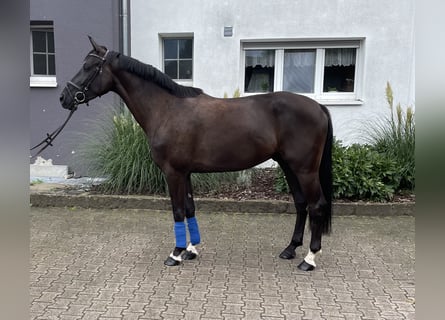 Cheval de sport allemand, Hongre, 3 Ans, 161 cm, Bai brun foncé