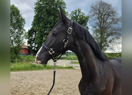 Cheval de sport allemand, Hongre, 3 Ans, 163 cm, Noir