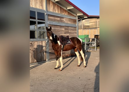 Cheval de sport allemand, Hongre, 3 Ans, 164 cm, Pinto