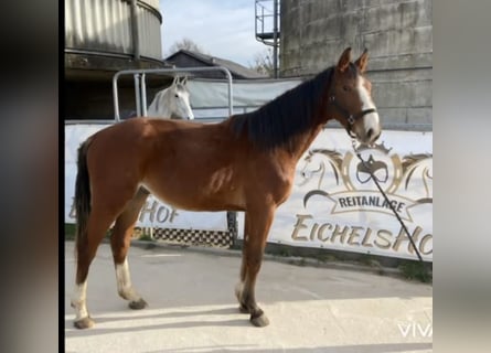 Cheval de sport allemand, Hongre, 3 Ans, 165 cm, Alezan