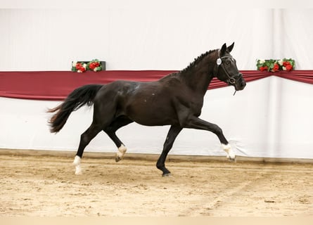 Cheval de sport allemand, Hongre, 3 Ans, 166 cm, Bai brun foncé