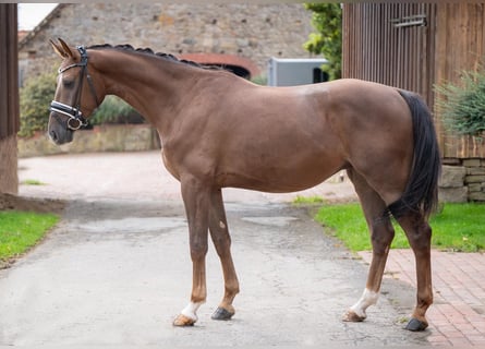 Cheval de sport allemand, Hongre, 3 Ans, 167 cm, Alezan brûlé