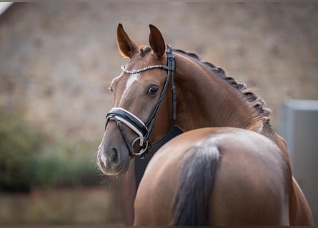 Cheval de sport allemand, Hongre, 3 Ans, 167 cm, Alezan brûlé