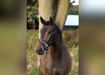 Cheval de sport allemand, Hongre, 3 Ans, 167 cm, Bai brun