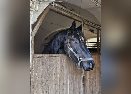 Cheval de sport allemand, Hongre, 3 Ans, 167 cm, Bai brun foncé