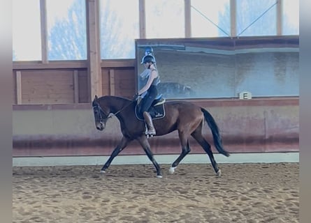 Cheval de sport allemand, Hongre, 3 Ans, 167 cm, Bai