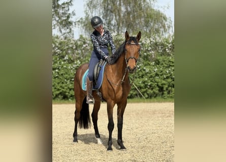 Cheval de sport allemand, Hongre, 3 Ans, 167 cm, Bai