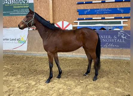 Cheval de sport allemand, Hongre, 3 Ans, 167 cm, Bai