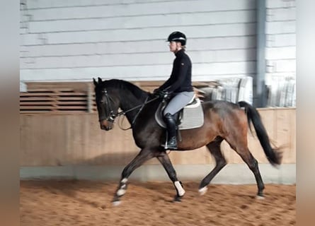 Cheval de sport allemand, Hongre, 3 Ans, 168 cm, Bai brun foncé
