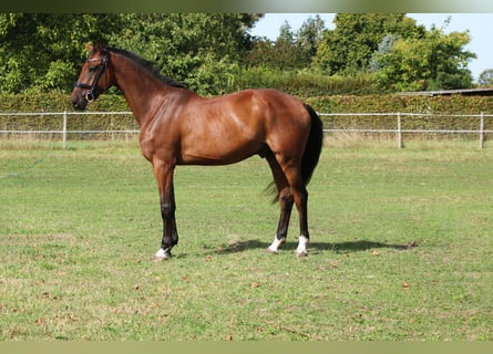 Cheval de sport allemand, Hongre, 3 Ans, 168 cm, Bai