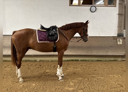 Cheval de sport allemand, Hongre, 3 Ans, 169 cm, Alezan