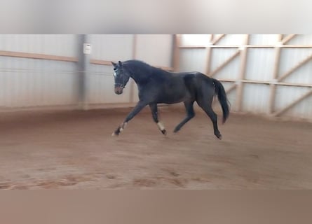 Cheval de sport allemand, Hongre, 3 Ans, 169 cm, Bai brun foncé