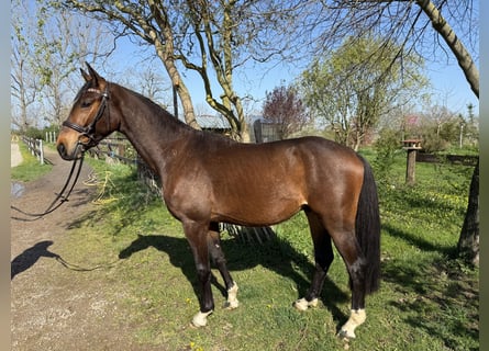 Cheval de sport allemand, Hongre, 3 Ans, 169 cm, Bai