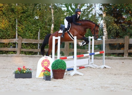 Cheval de sport allemand, Hongre, 3 Ans, 169 cm, Bai