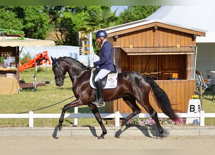 Cheval de sport allemand, Hongre, 3 Ans, 169 cm, Noir