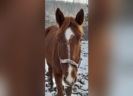 Cheval de sport allemand, Hongre, 3 Ans, 178 cm, Alezan