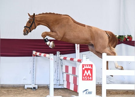 Cheval de sport allemand, Hongre, 3 Ans, Alezan