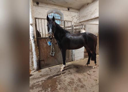 Cheval de sport allemand, Hongre, 4 Ans, 160 cm, Bai brun
