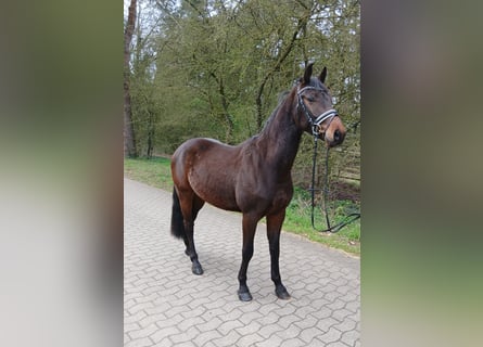 Cheval de sport allemand, Hongre, 4 Ans, 163 cm, Bai brun