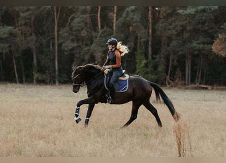 Cheval de sport allemand, Hongre, 4 Ans, 165 cm, Bai brun