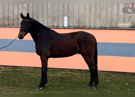 Cheval de sport allemand, Hongre, 4 Ans, 165 cm, Bai