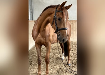 Cheval de sport allemand, Hongre, 4 Ans, 166 cm, Alezan