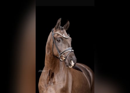 Cheval de sport allemand, Hongre, 4 Ans, 166 cm, Noir