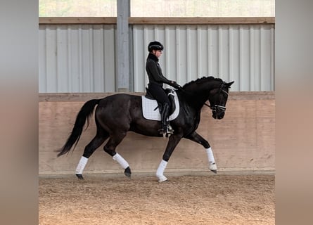 Cheval de sport allemand, Hongre, 4 Ans, 166 cm, Noir
