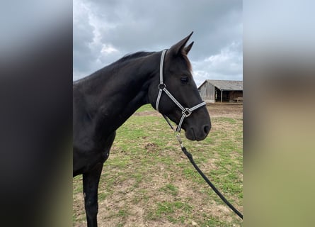 Cheval de sport allemand, Hongre, 4 Ans, 166 cm, Noir