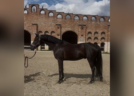 Cheval de sport allemand, Hongre, 4 Ans, 166 cm, Noir