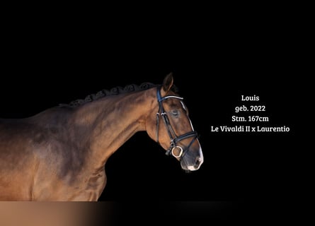Cheval de sport allemand, Hongre, 4 Ans, 167 cm, Bai