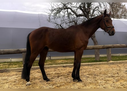 Cheval de sport allemand, Hongre, 4 Ans, 167 cm, Bai
