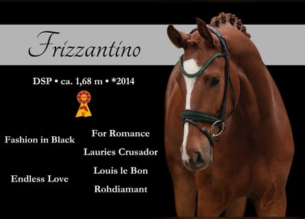 Cheval de sport allemand, Hongre, 4 Ans, 168 cm, Alezan