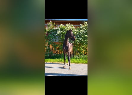 Cheval de sport allemand, Hongre, 4 Ans, 168 cm, Bai