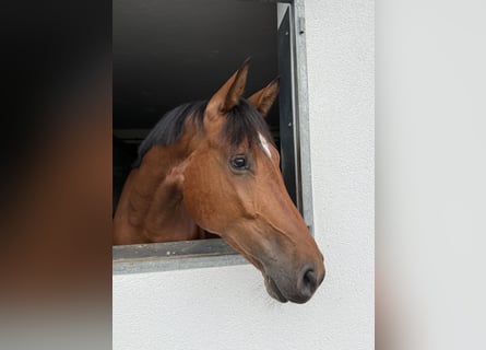 Cheval de sport allemand, Hongre, 4 Ans, 168 cm, Bai