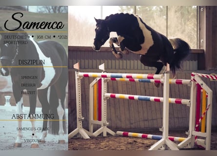 Cheval de sport allemand, Hongre, 4 Ans, 168 cm, Pinto