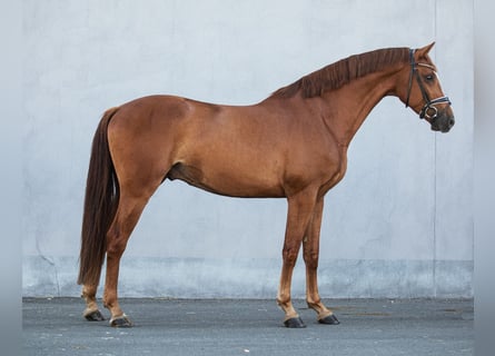 Cheval de sport allemand, Hongre, 4 Ans, 169 cm, Alezan