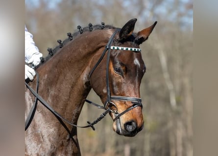 Cheval de sport allemand, Hongre, 4 Ans, 169 cm, Bai