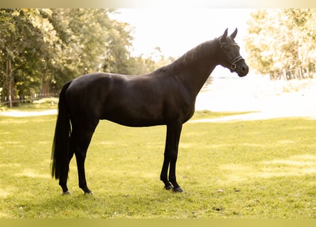 Cheval de sport allemand, Hongre, 4 Ans, 169 cm, Noir