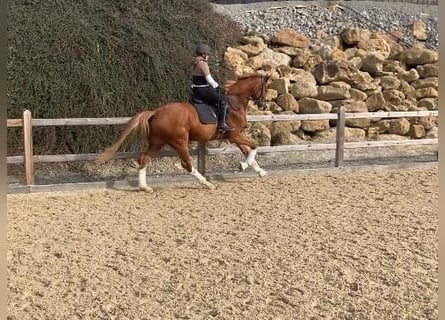 Cheval de sport allemand, Hongre, 4 Ans, 170 cm, Alezan