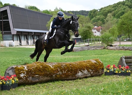 Cheval de sport allemand, Hongre, 4 Ans, 170 cm, Bai brun foncé