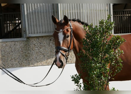 Cheval de sport allemand, Hongre, 4 Ans, 170 cm, Bai