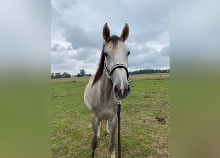 Cheval de sport allemand, Hongre, 4 Ans, 170 cm, Gris