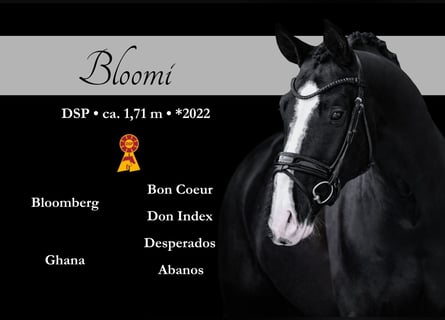 Cheval de sport allemand, Hongre, 4 Ans, 170 cm, Noir