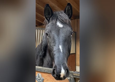Cheval de sport allemand, Hongre, 4 Ans, 170 cm, Noir
