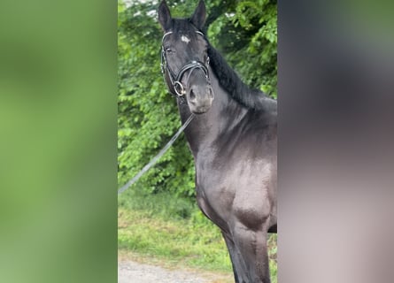 Cheval de sport allemand, Hongre, 4 Ans, 170 cm, Noir